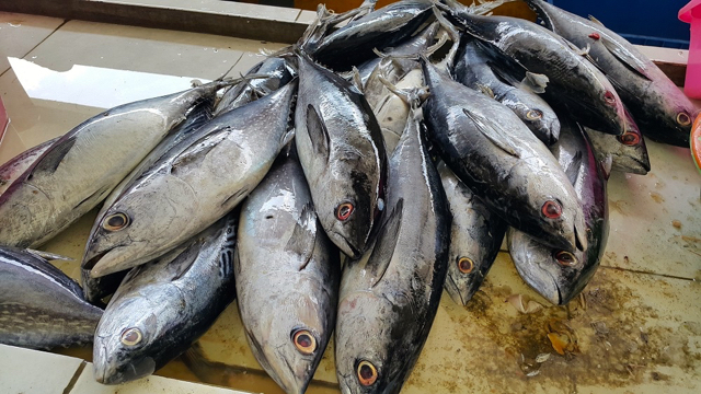 Ikan2-tuna-segar-hasil-tangkapan-nelayan-di-Gunung-Kidul-Yogyakarta.-Foto-Tommy-Apriando